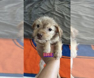 Norfolk Terrier-Poodle (Toy) Mix Dogs for adoption in Chico, CA, USA