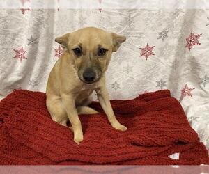 Chihuahua-Unknown Mix Dogs for adoption in Modesto, CA, USA