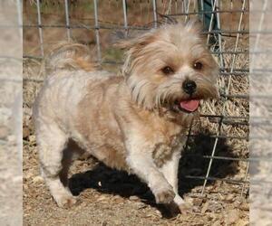 Mal-Shi Dogs for adoption in Eureka Springs, AR, USA
