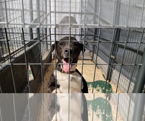 Mountain Cur-Unknown Mix Dogs for adoption in Mount Vernon, AR, USA