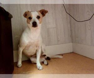 Medium Photo #1 Mutt Puppy For Sale in Martinez, CA, USA