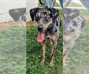 Bluetick Coonhound Dogs for adoption in Martinsburg, WV, USA