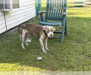 American Pit Bull Terrier Dogs for adoption in Ocala, FL, USA