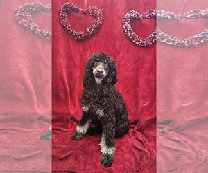 Aussiedoodle Miniature  Dogs for adoption in Salt Lake City, UT, USA