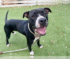 American Pit Bull Terrier Dogs for adoption in Orlando, FL, USA