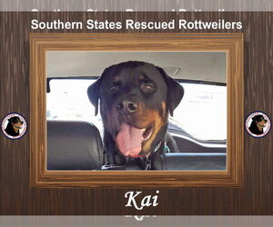 Rottweiler Dogs for adoption in White Hall, AR, USA