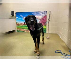 German Shepherd Dog-Unknown Mix Dogs for adoption in Moreno Valley, CA, USA