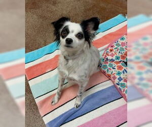 Chihuahua Dogs for adoption in Salinas, CA, USA