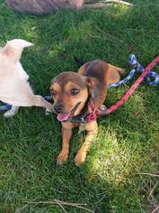 Chihuahua Dogs for adoption in El Cajon, CA, USA