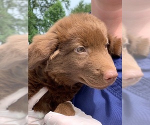 Labrador Retriever Dogs for adoption in Pembroke, GA, USA