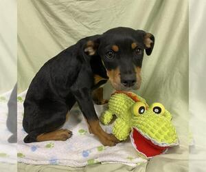 Rottweiler-Unknown Mix Dogs for adoption in Modesto, CA, USA