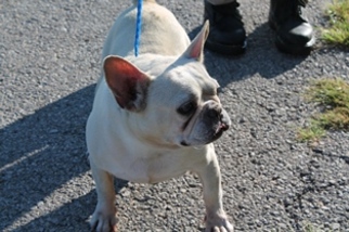 French Bulldog Dogs for adoption in Minneapolis, MN, USA