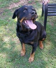 Rottweiler Dogs for adoption in Temple, GA, USA