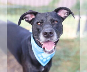 Labrador Retriever-Unknown Mix Dogs for adoption in San Antonio, TX, USA