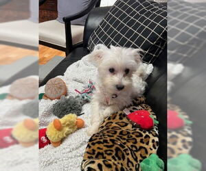 Malchi Dogs for adoption in St. Louis Park, MN, USA