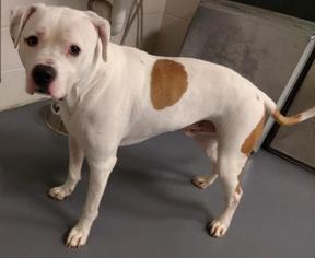American Pit Bull Terrier Dogs for adoption in Dahlgren, VA, USA