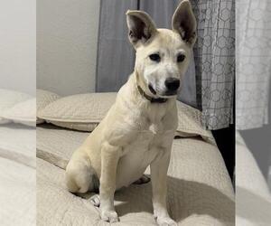 Labrador Retriever-Unknown Mix Dogs for adoption in San Antonio, TX, USA