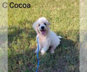 Poodle (Miniature) Dogs for adoption in New York, NY, USA