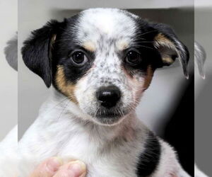 Rat Terrier-Unknown Mix Dogs for adoption in Jefferson, WI, USA