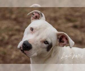 American Pit Bull Terrier-Unknown Mix Dogs for adoption in Chouteau, OK, USA