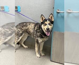 Siberian Husky-Unknown Mix Dogs for adoption in Las Vegas, NV, USA