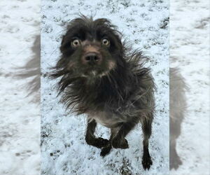 Mutt Dogs for adoption in Olalla, WA, USA