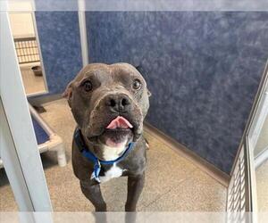 American Pit Bull Terrier Dogs for adoption in Fort Collins, CO, USA
