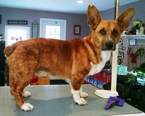 Pembroke Welsh Corgi-Unknown Mix Dogs for adoption in Berwick, PA, USA