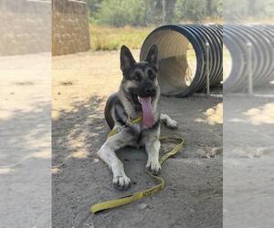 German Shepherd Dog Dogs for adoption in Santa Barbara, CA, USA