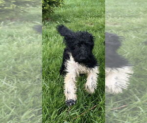 Poodle (Standard)-Unknown Mix Dogs for adoption in Aurora, IN, USA