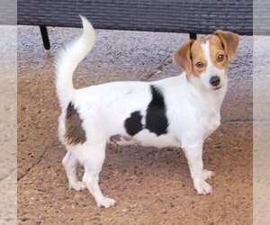 Dachshund-Jack Russell Terrier Mix Dogs for adoption in Carrollton, TX, USA