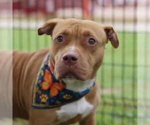 American Staffordshire Terrier Dogs for adoption in San Antonio, TX, USA