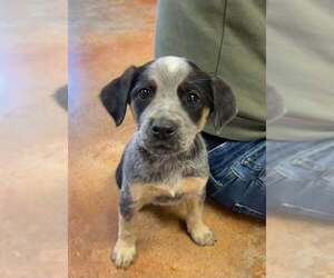 Mutt Dogs for adoption in Bolivar, MO, USA