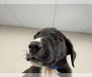 German Shepherd Dog-Unknown Mix Dogs for adoption in Visalia, CA, USA
