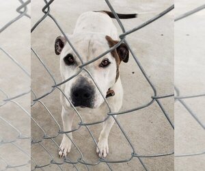 American Pit Bull Terrier Dogs for adoption in Camden, TN, USA