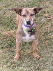 Jack Chi Dogs for adoption in Alpharetta, GA, USA
