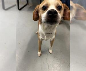 Beagle-Unknown Mix Dogs for adoption in Waco, TX, USA