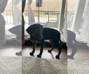 Medium Photo #1 Plott Hound-Retriever  Mix Puppy For Sale in Mechanicsburg, PA, USA