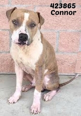 American Staffordshire Terrier Dogs for adoption in San Antonio, TX, USA