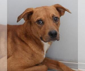 Mutt Dogs for adoption in San Antonio, TX, USA