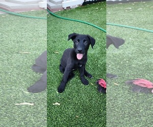 Labrador Retriever-Unknown Mix Dogs for adoption in Sandy, UT, USA