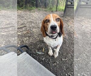 Beagle Dogs for adoption in Elmsford, NY, USA