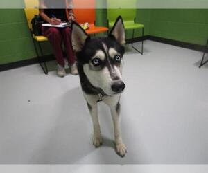- Mix Dogs for adoption in Temple, TX, USA
