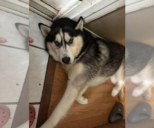 - Mix Dogs for adoption in Minneapolis, MN, USA