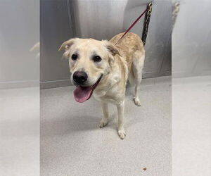 Labrador Retriever-Unknown Mix Dogs for adoption in Fairbanks, AK, USA