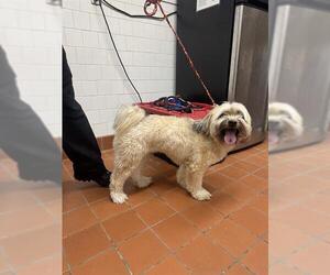 Unknown-Wheaten Terrier Mix Dogs for adoption in Camarillo, CA, USA