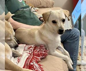 Mutt Dogs for adoption in San Antonio, TX, USA