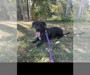 Dachshund-Unknown Mix Dogs for adoption in Elmsford, NY, USA