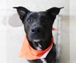 Labrador Retriever-Unknown Mix Dogs for adoption in San Antonio, TX, USA