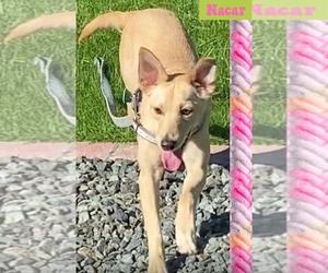 Labrador Retriever-Shiba Inu Mix Dogs for adoption in Virginia Beach, VA, USA